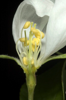 Inferior ovary that will mature into a pome [Rosaceae]